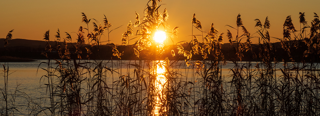Solnedgång vid sjö. I förgrunden syns siluetterna av vass. I bakgrunden siluetten av skog.